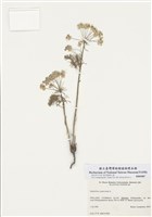 藏品(歐洲柏大戟)的圖片